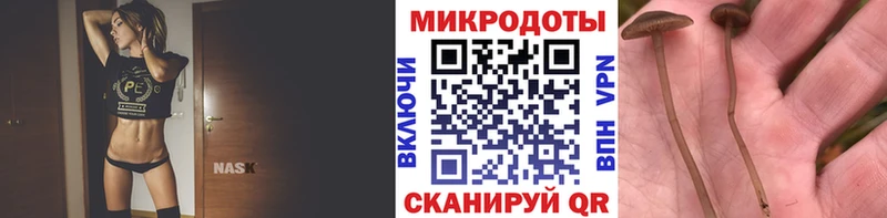 Галлюциногенные грибы Psilocybine cubensis  как найти   Северобайкальск 